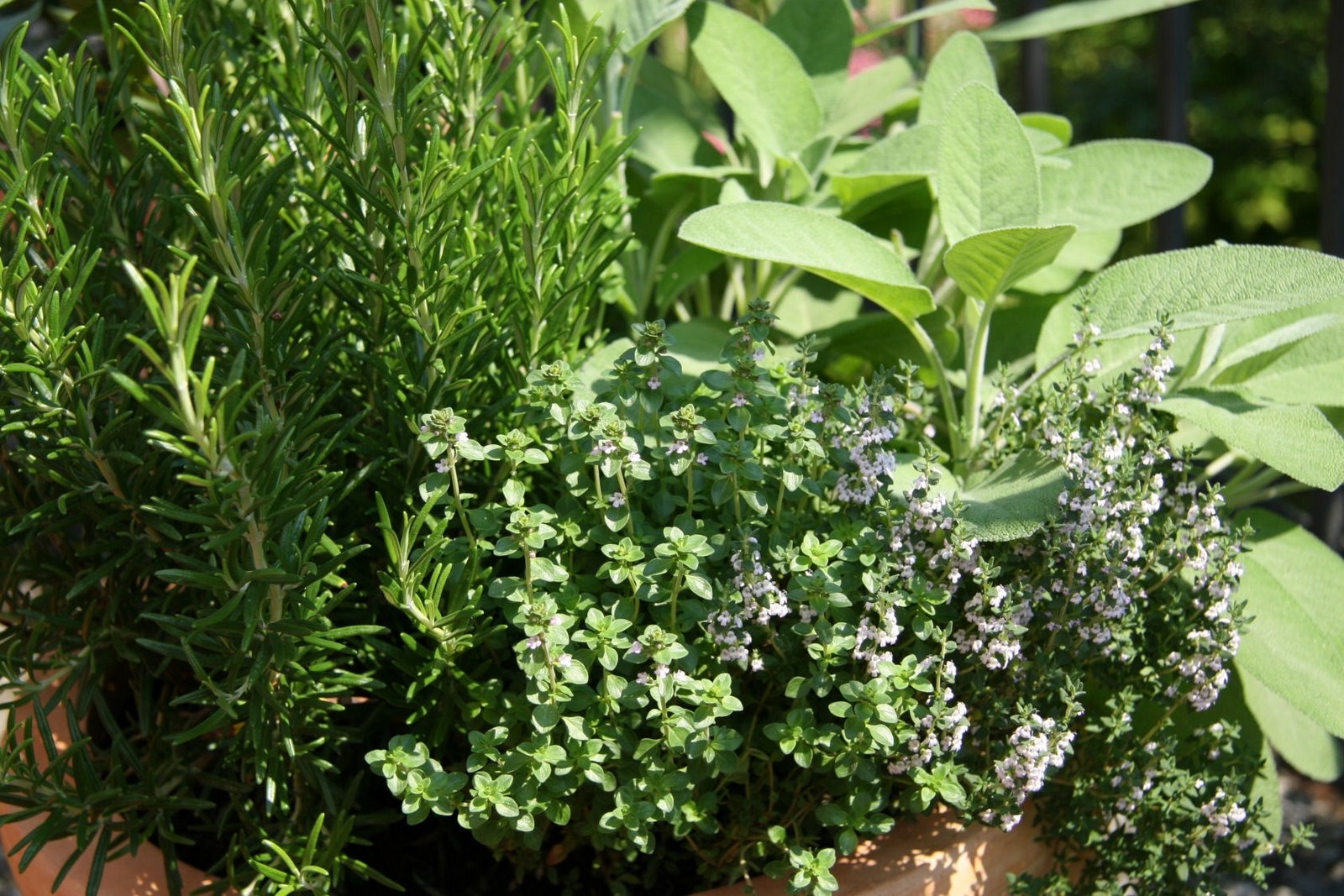 [fotolia+Garden+Herbs.jpg]