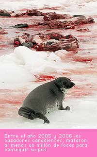 [focas-pieles-animales.jpg]