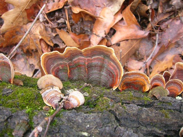 [mushroom+on+tree.jpg]