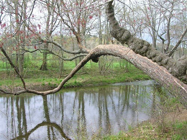 [tree+over+water.jpg]