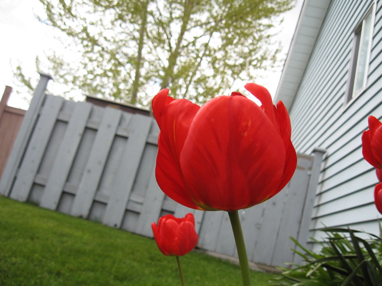 [spring+tulip]