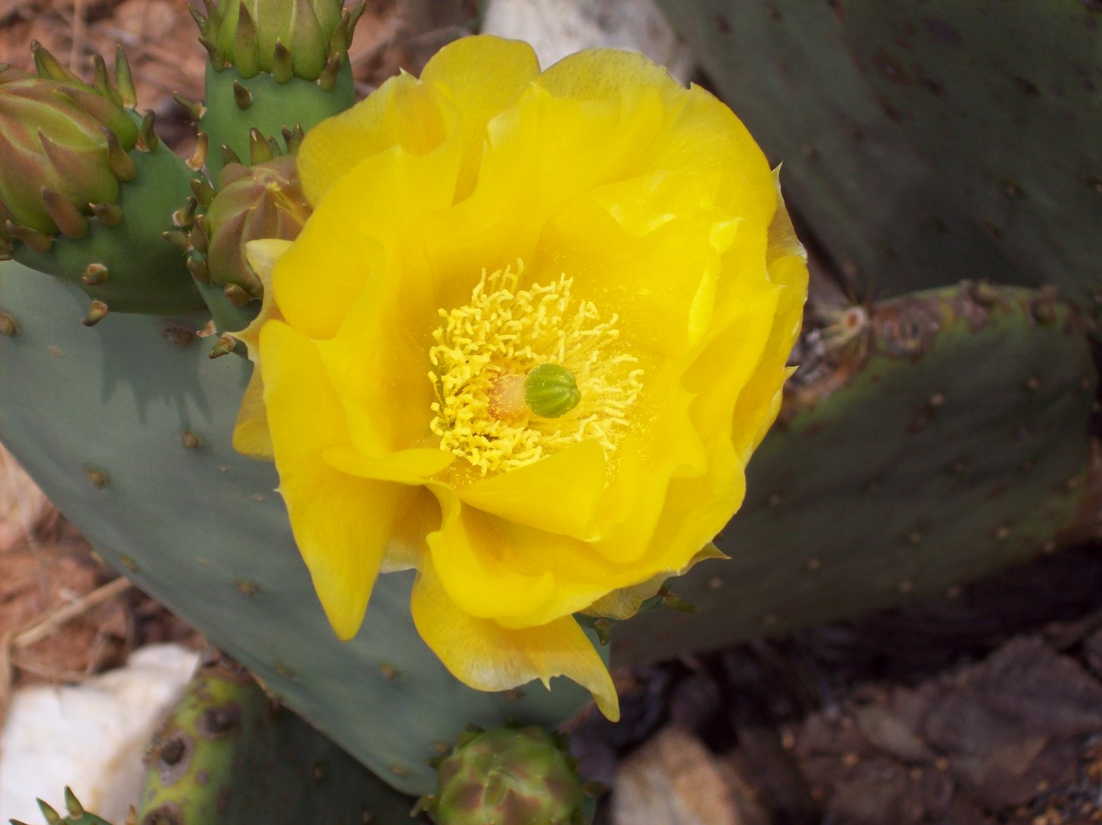 [cactus+bloom.jpg]
