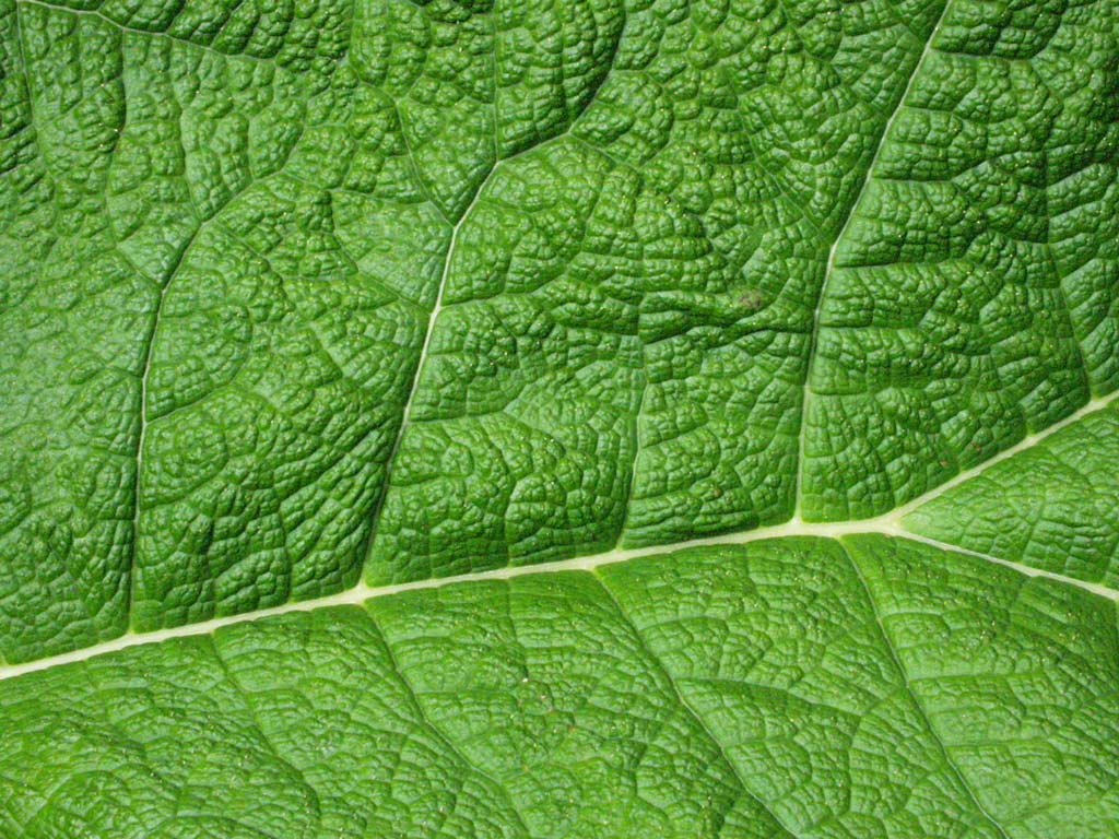 [green-leaf-veins.jpg]