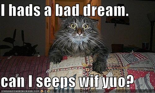 [bad+dream+cat.jpg]