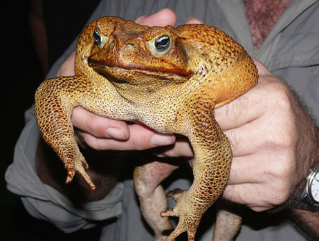 [070327-monster-toad.jpg]