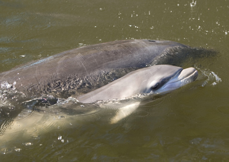 [070613-dolphin-picture.jpg]