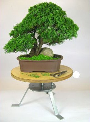 [bonsai+workshop.jpg]