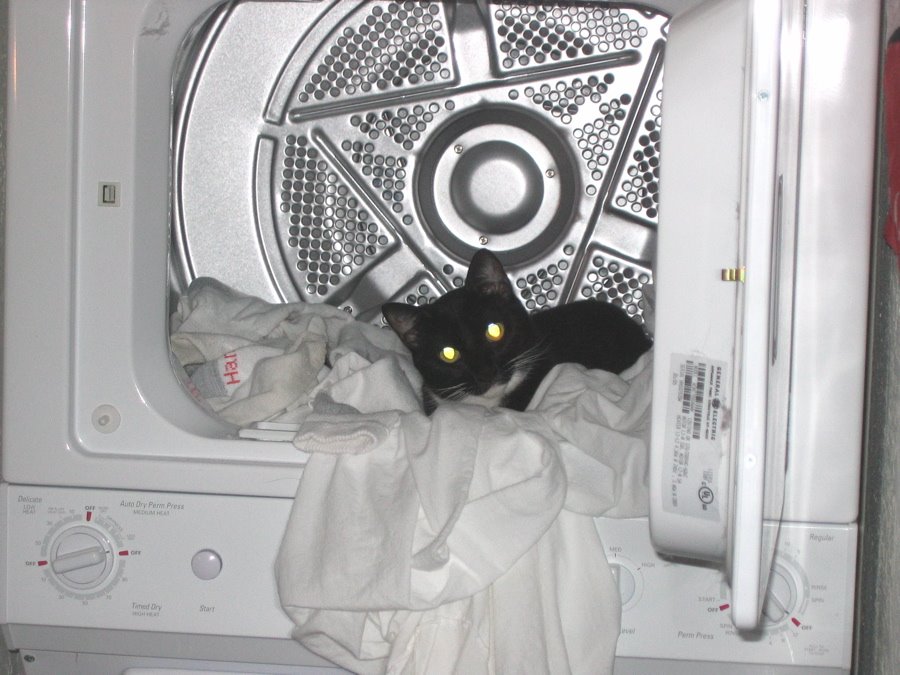 [Joey+laundry.jpg]
