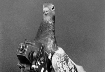 [pigeon_camera.jpg]