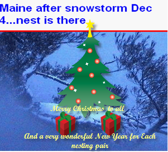 [Maine+Merry+Cmas+to+all+nests.png]