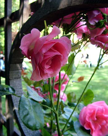 [english-garden-rose-arch.jpg]