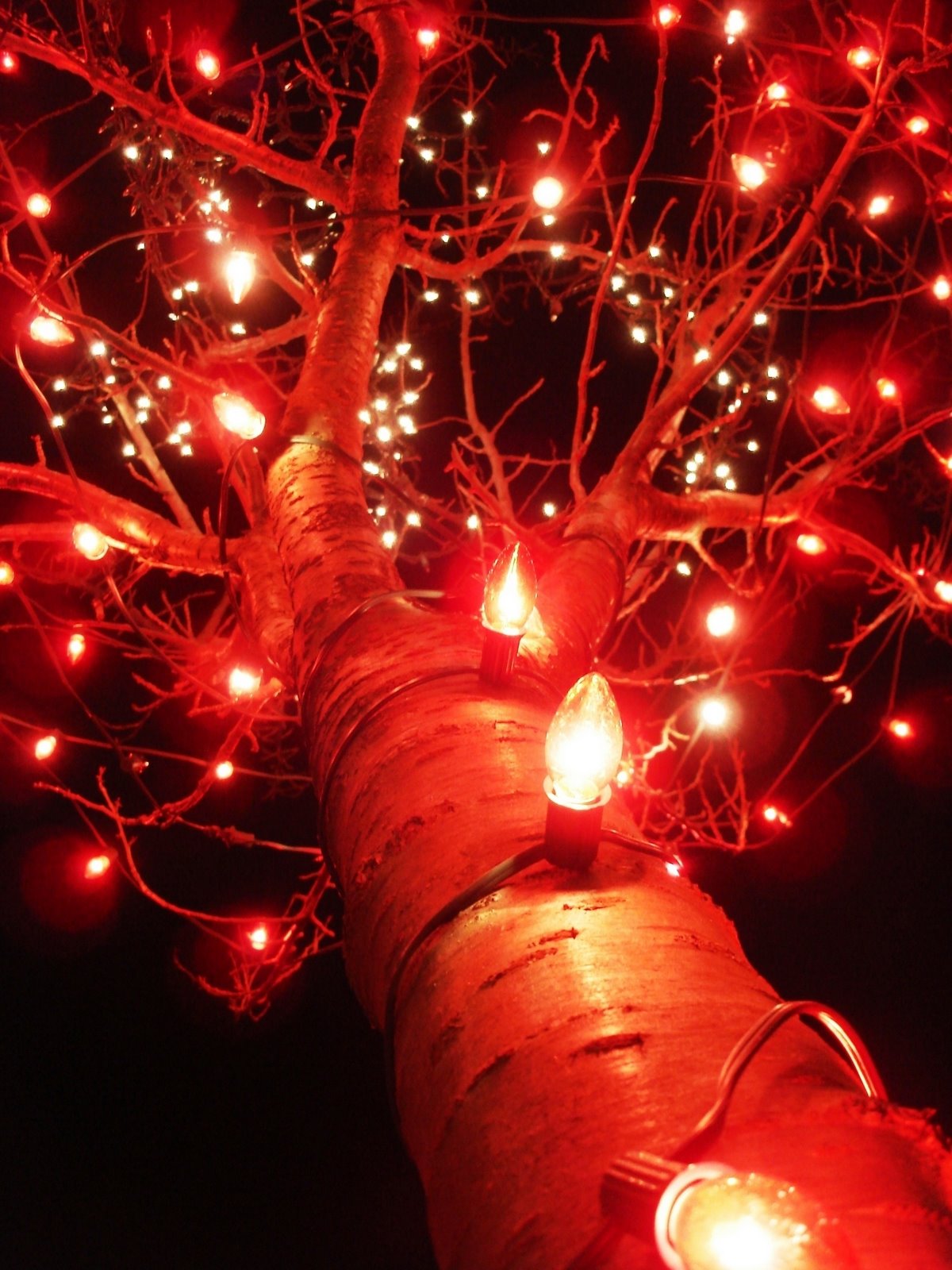 [Angelo+Red+Tree].jpg]