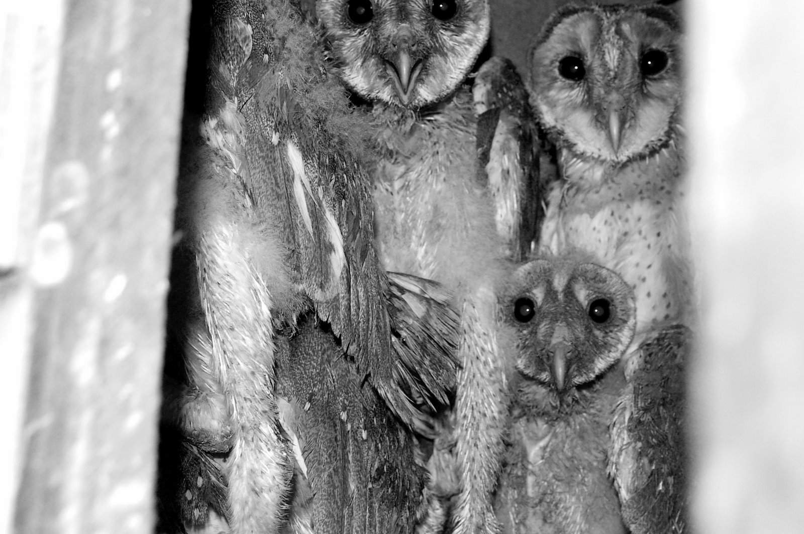 [owl+family+1.jpg]