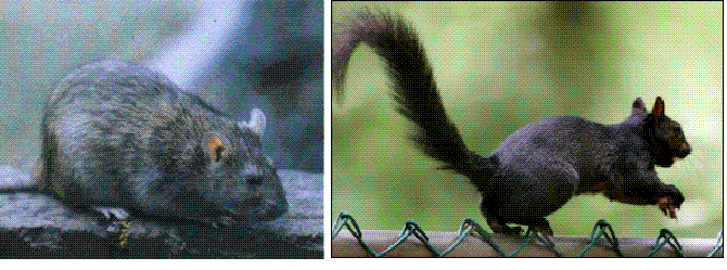 [rat+v+squirrel.GIF]
