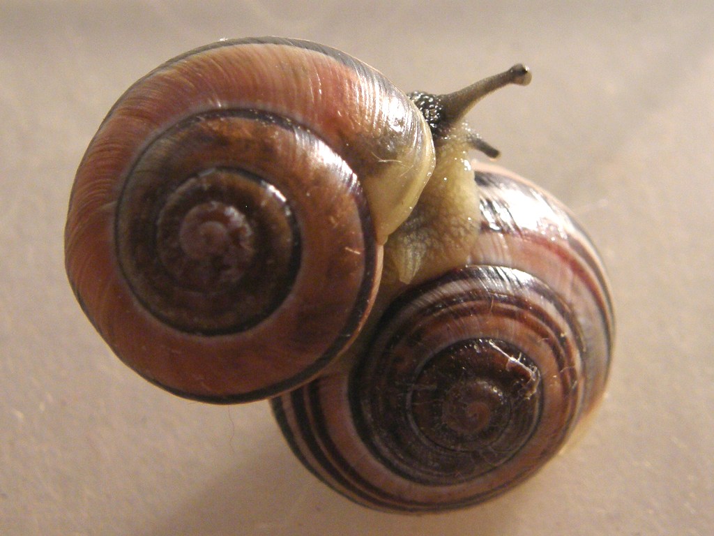 [snail+couple+6.JPG]