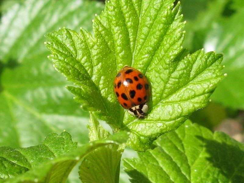 [ladybug+18+spots+2b+nw.JPG]