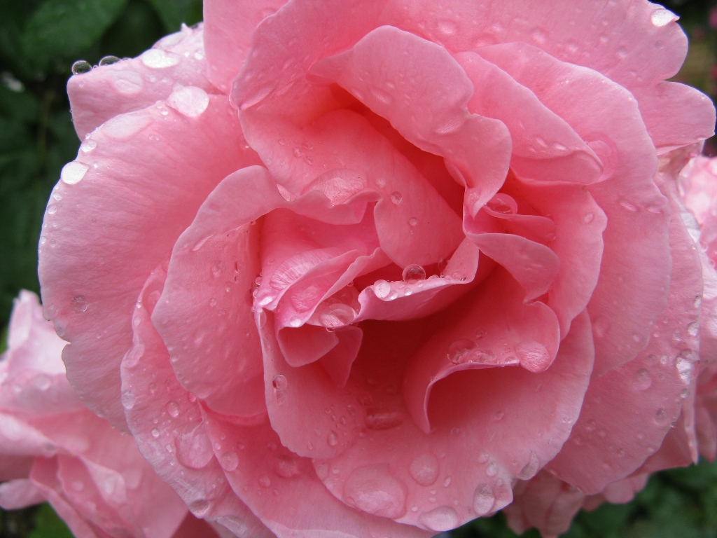 [july+5+wet+rose+b.JPG]