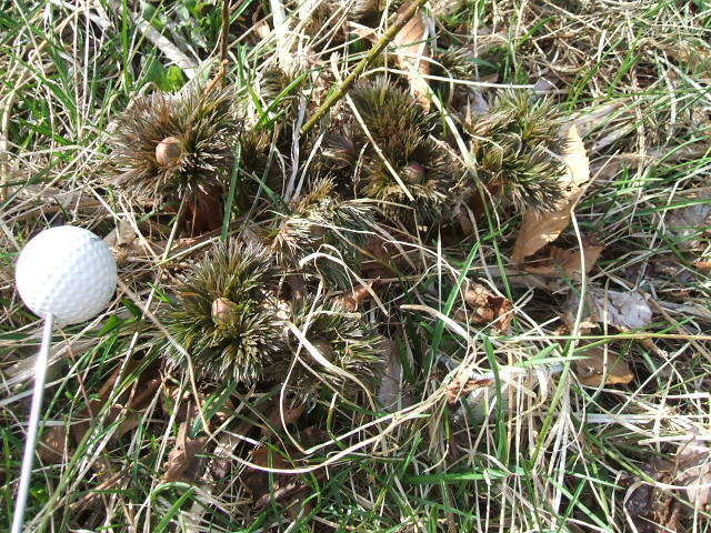 [1265+L+Paeonia+tenuifolia+pos+hybrid+shoots+in+grass+2007.JPG]