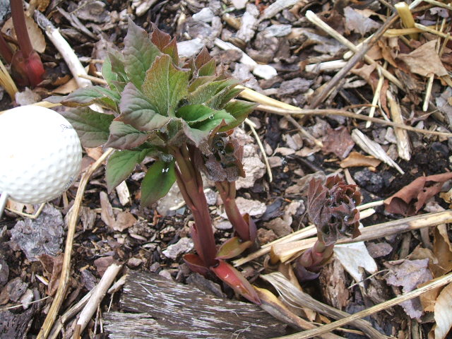 [1678+L+Paeonia+macrophylla+emerging+2007.JPG]