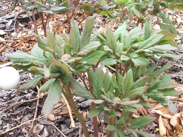 [1678+L+Paeonia+macrophylla+deploying+2007.JPG]