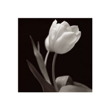 [th_tulip.jpg]