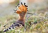 [Hoopoe+with+Crest+Up.jpg]