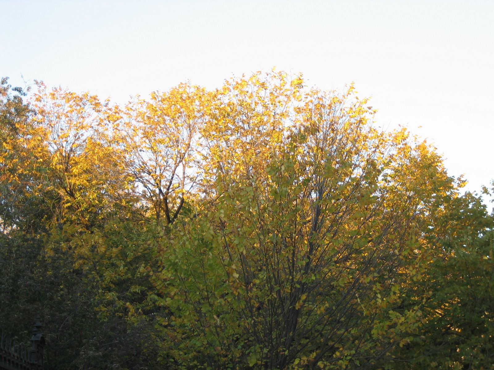 [Fall+trees.jpg]