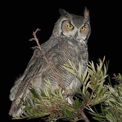 [Great-Horned-Owl-tree.jpg]