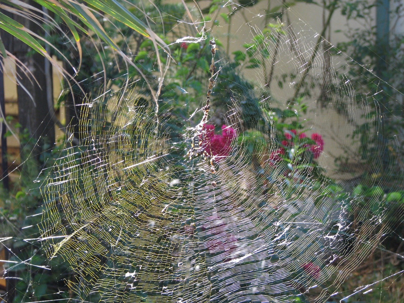 [Spider+Web+026.jpg]