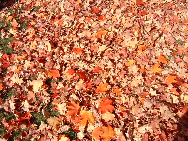 [Autumn+ground.JPG]