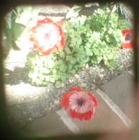 [redflowers.jpg]
