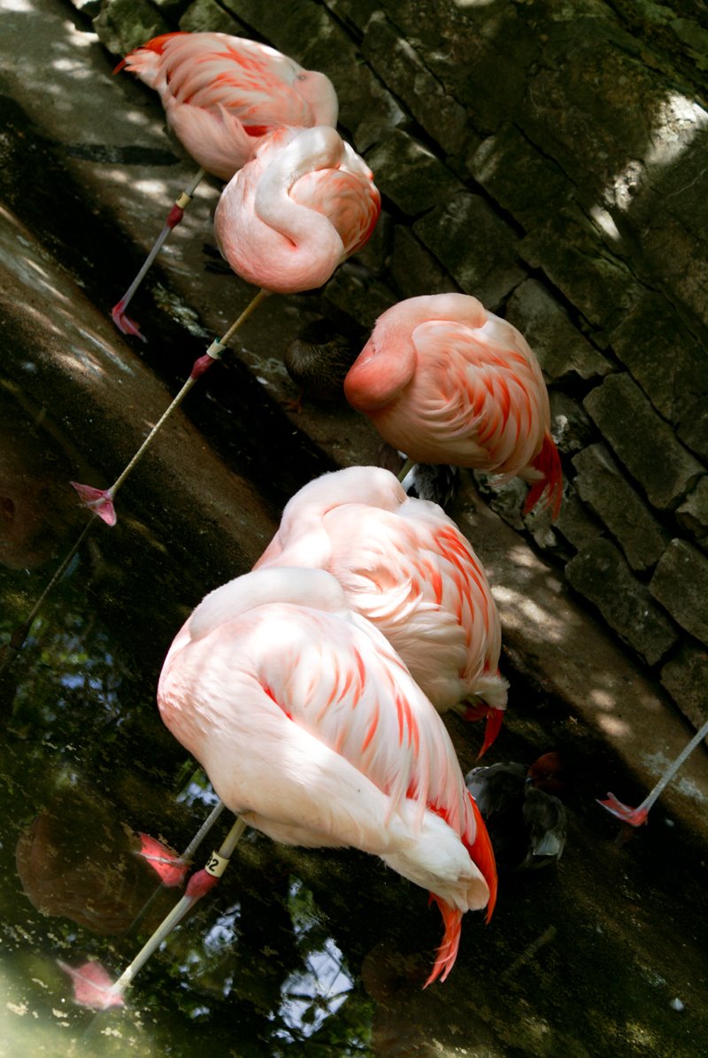 [Sleeping+flamingos.jpg]