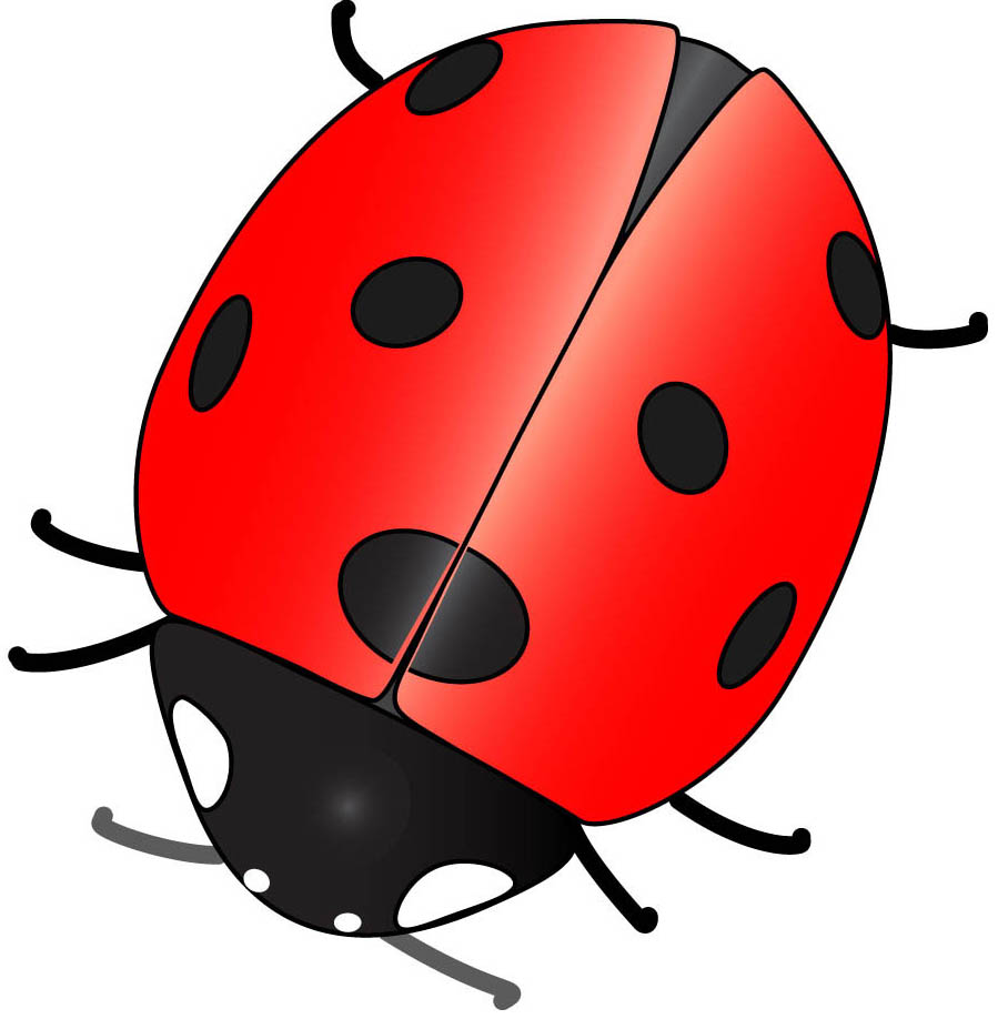 [ladybug2.jpg]