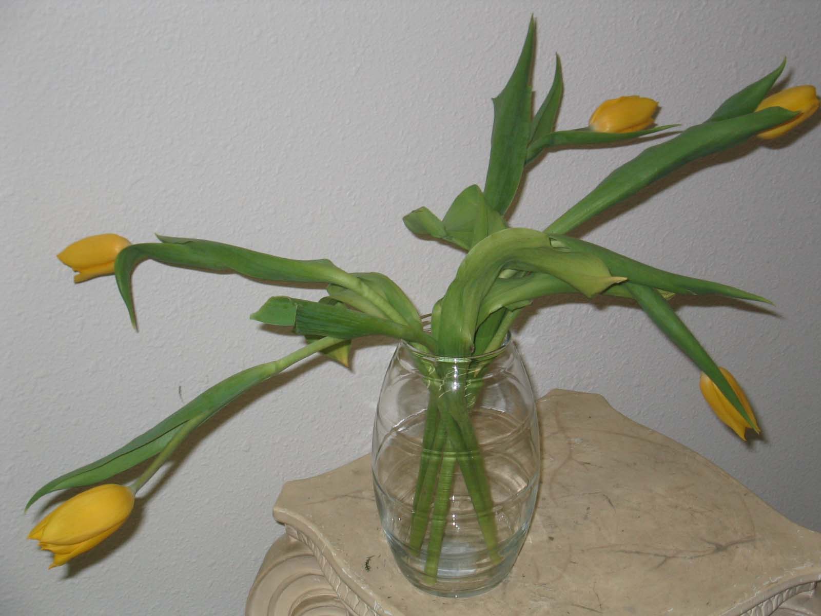 [tulips+before.jpg]