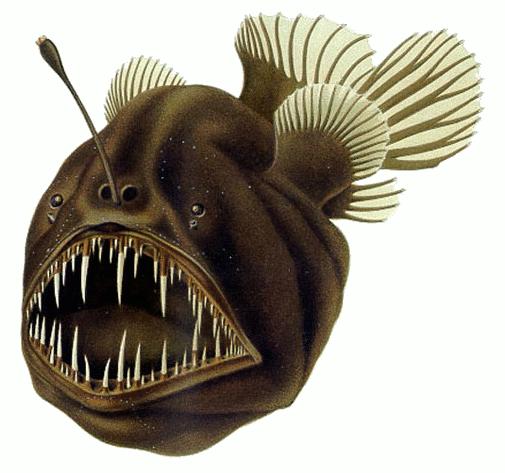 [Anglerfish.JPG]
