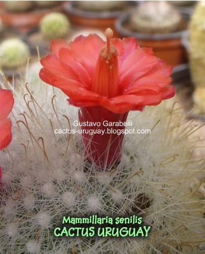 [Mammillaria-senilis1.jpg]