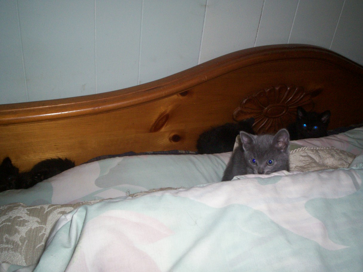 [kittens_behind_pillow.JPG]