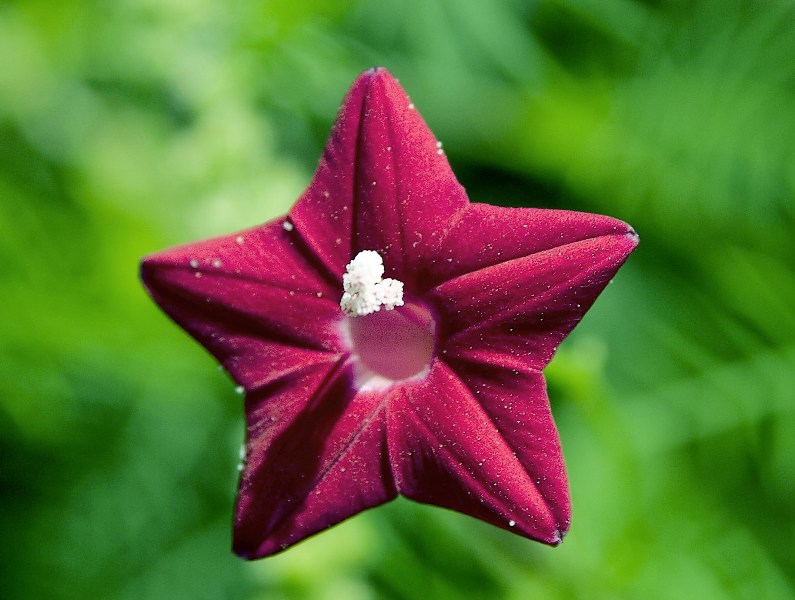 [star+flowerweb.jpg]