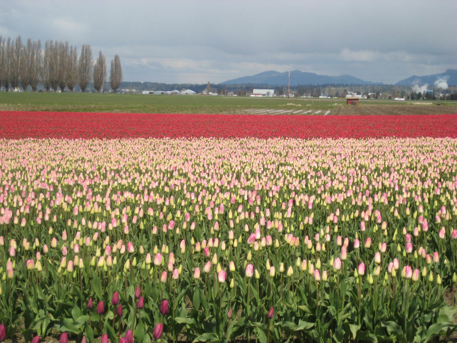 Enjoy.  I took this photo at a Tulip Festival outside of Seattle.