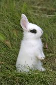[Rabbit-standing-up-in-grass.jpg]