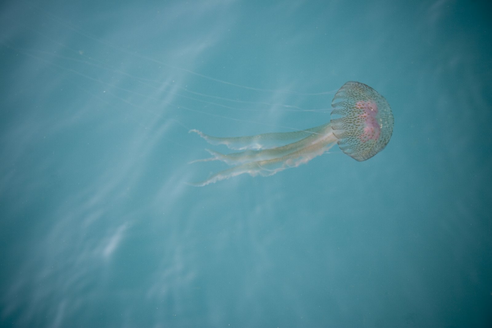 [medusa.jpg]