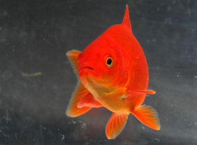 [goldfish.jpg]