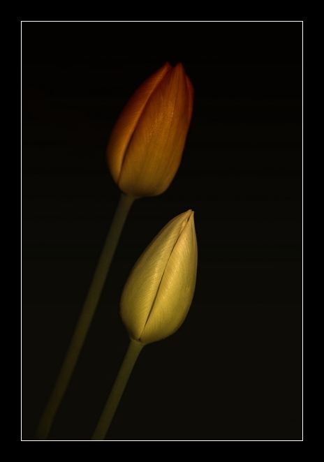 [tulips.JPG]