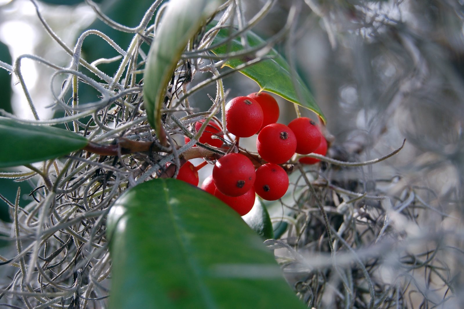 [red+winter+berries3.jpg]