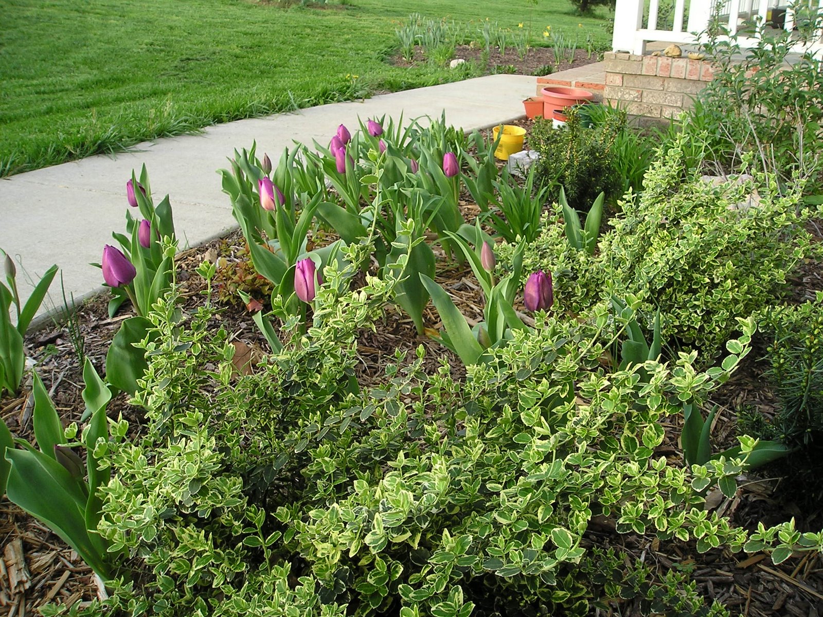 [2008+Euonymous,+Tulips,+Front+Garden.jpg]