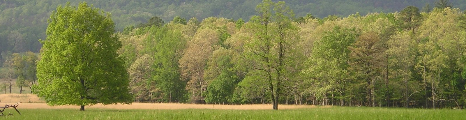 [Trees+from+Cades+Cove.JPG]