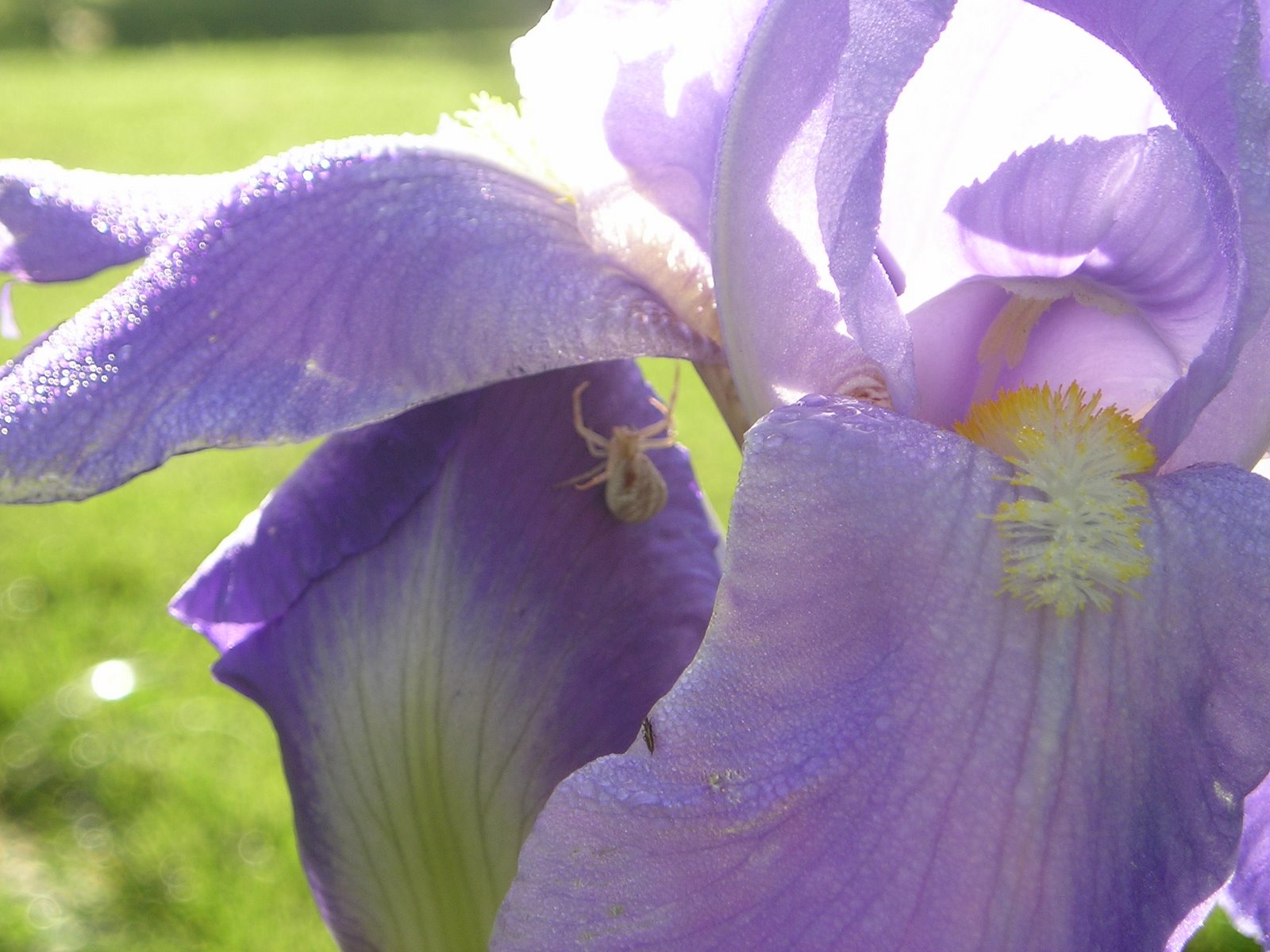 [2008+Iris+and+a+Spider+002.jpg]