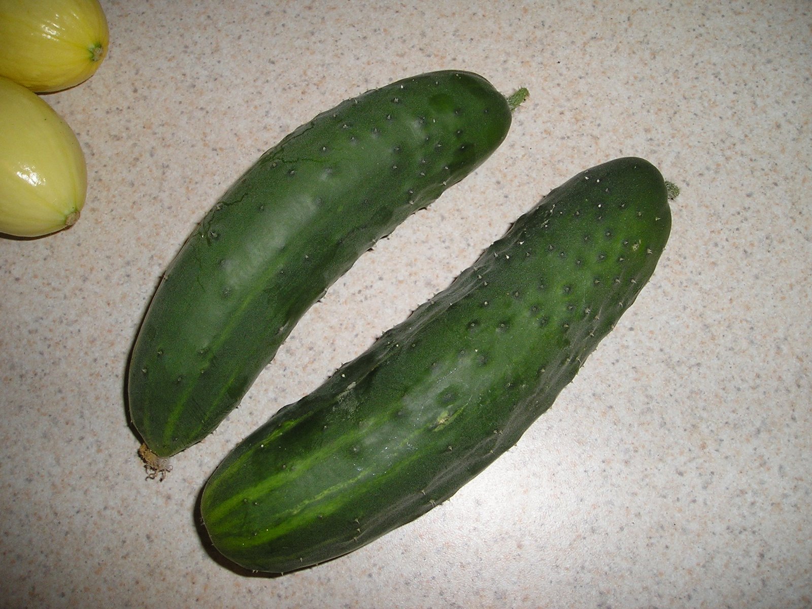 [Cucumber+6-2008.jpg]