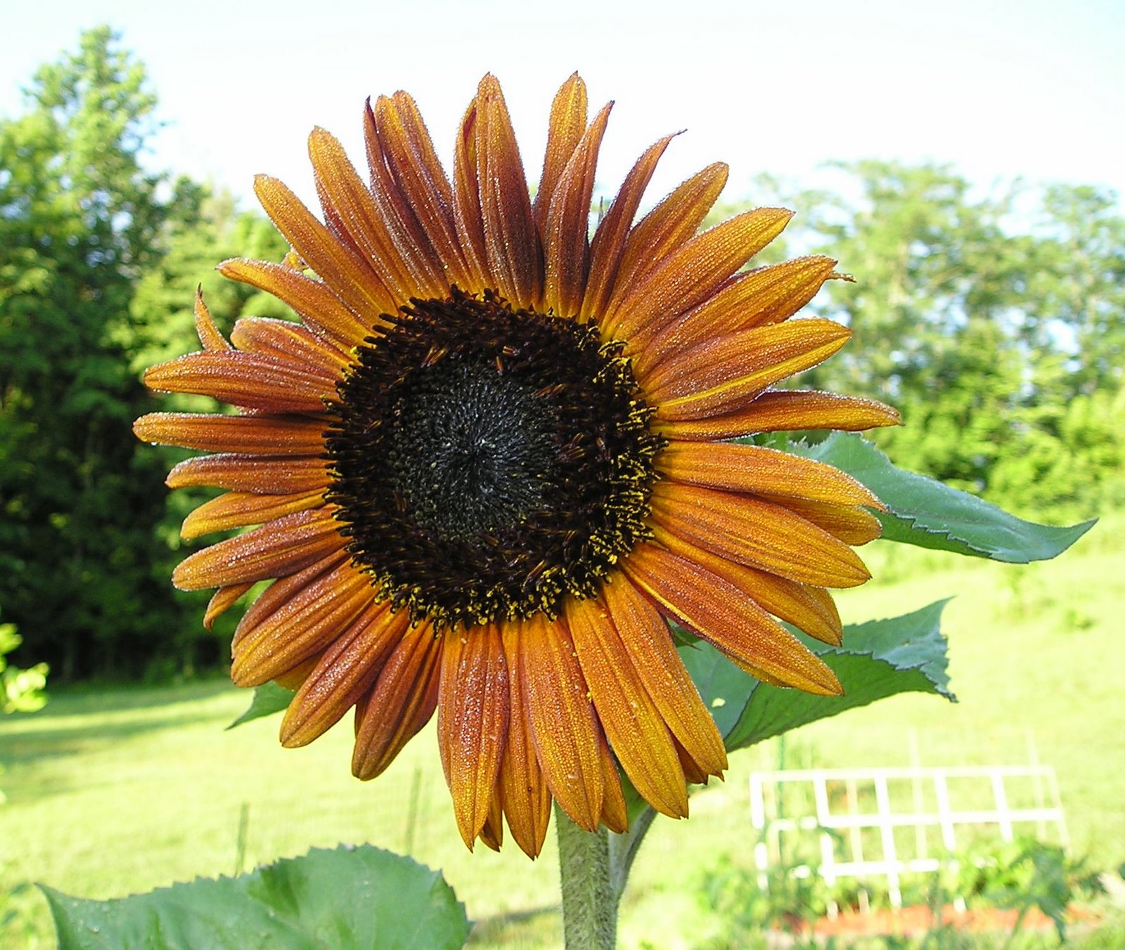 [Sunflowers+6-2008+005.jpg]