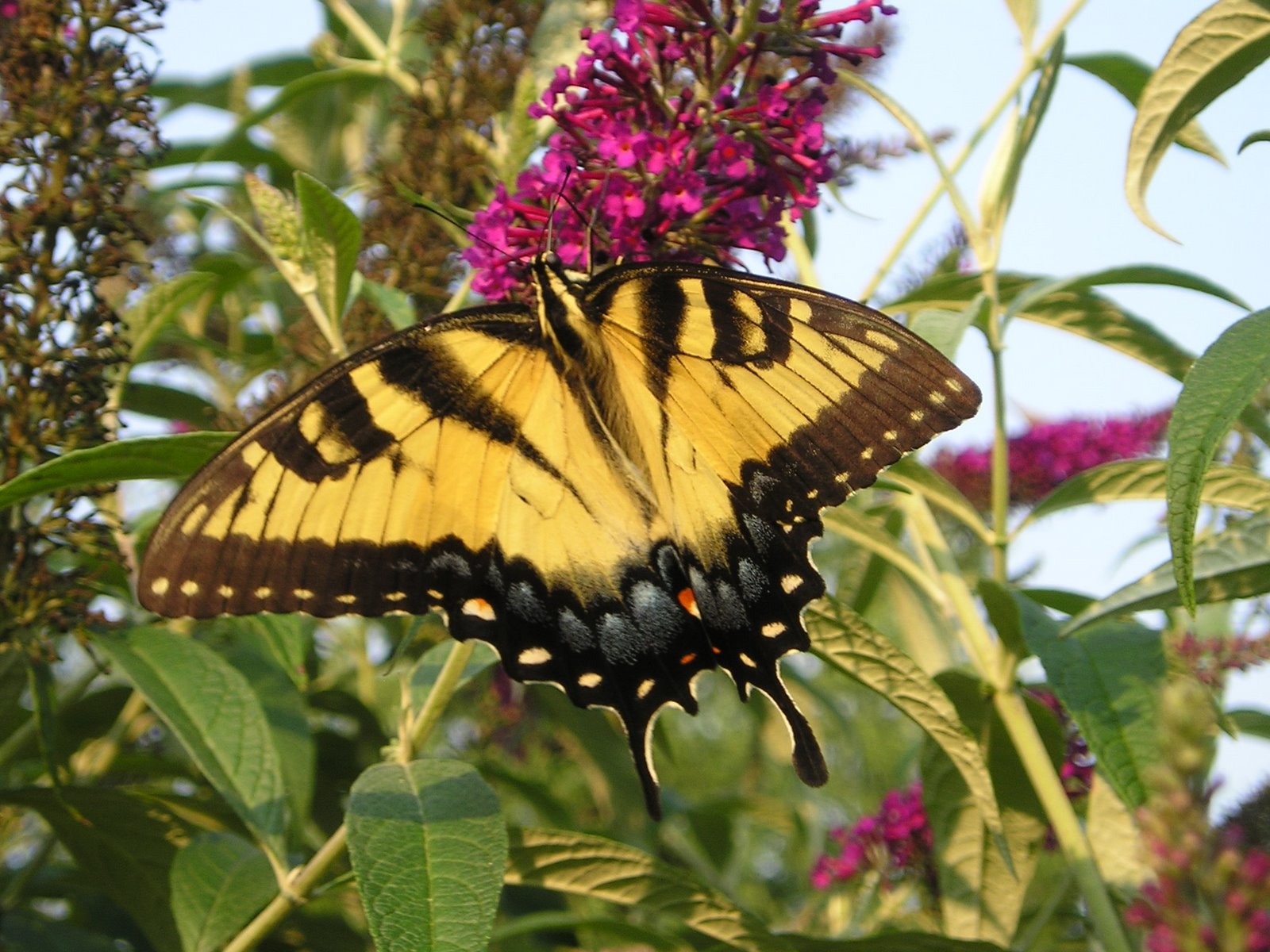 [Tiger+Swallowtail++Butterfly+7-2008+004.jpg]